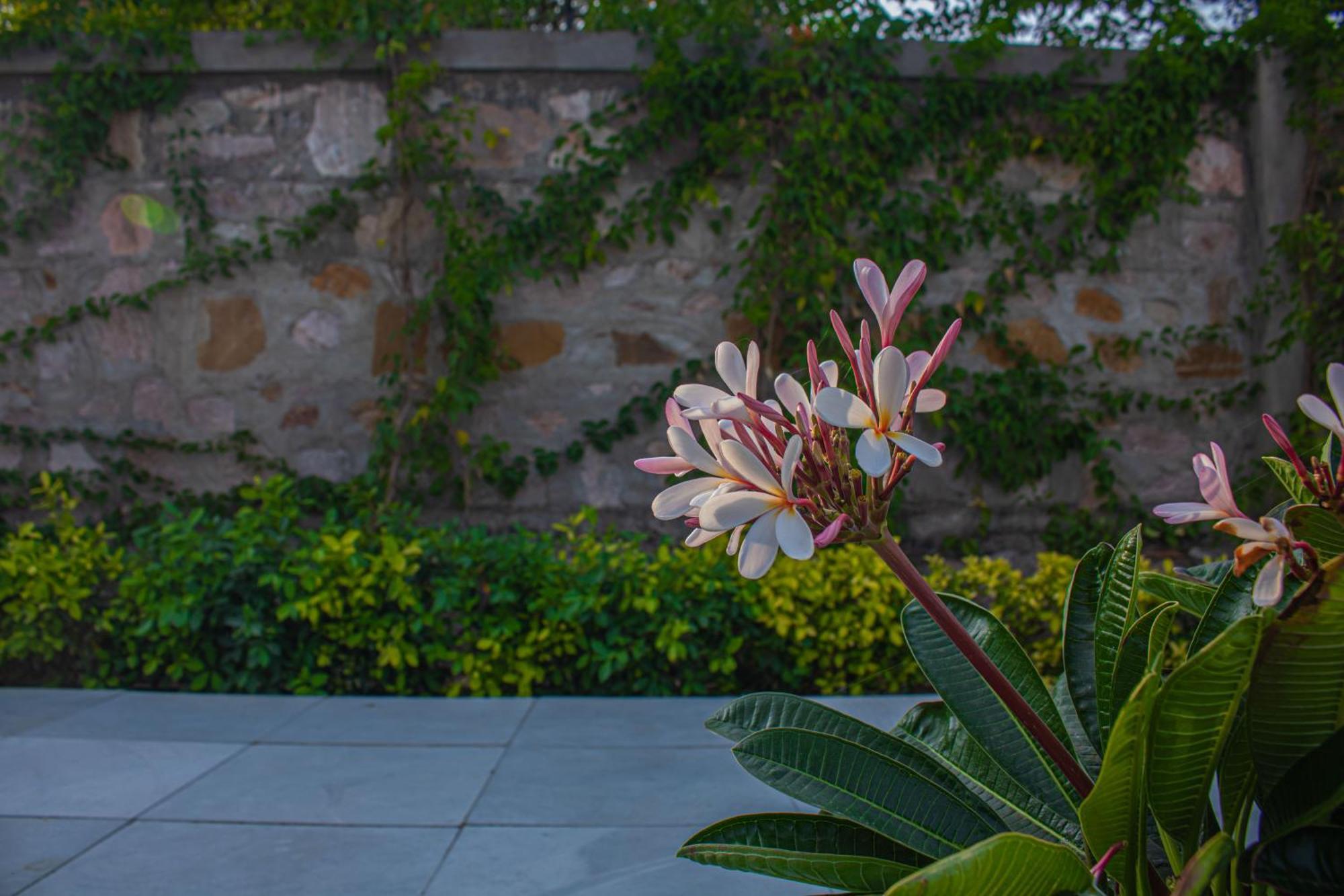 The Peace- A Luxury Private Pool Villa Jaipur Dış mekan fotoğraf